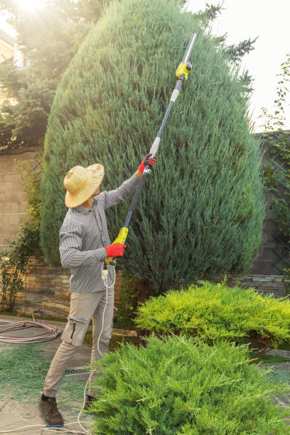 Reliable Grand Canyon Village, AZ  Tree Services Solutions